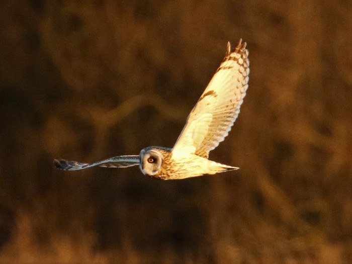 Short-eared Owl