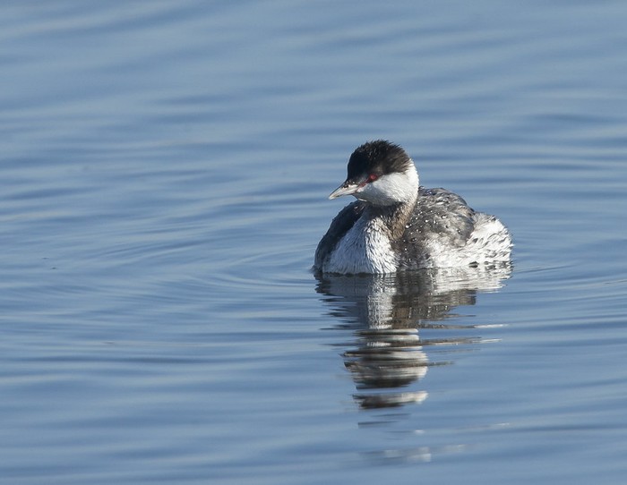 Slavonian Grebe