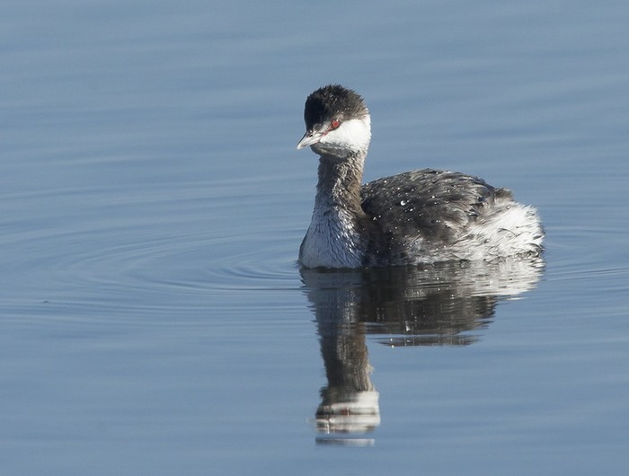 Slavonian Grebe