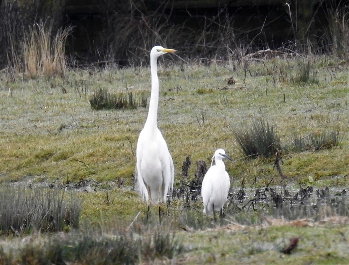 Great White Egret