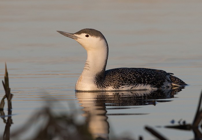 Red-throated Diver