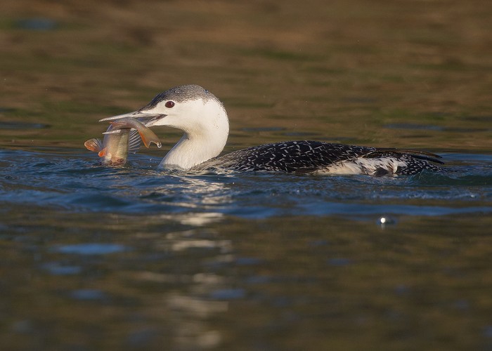 Red-throated Diver