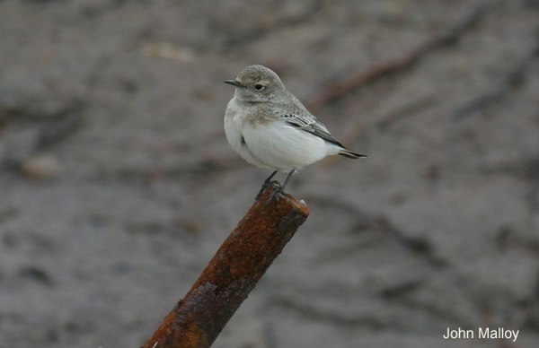 Pied Wheatear