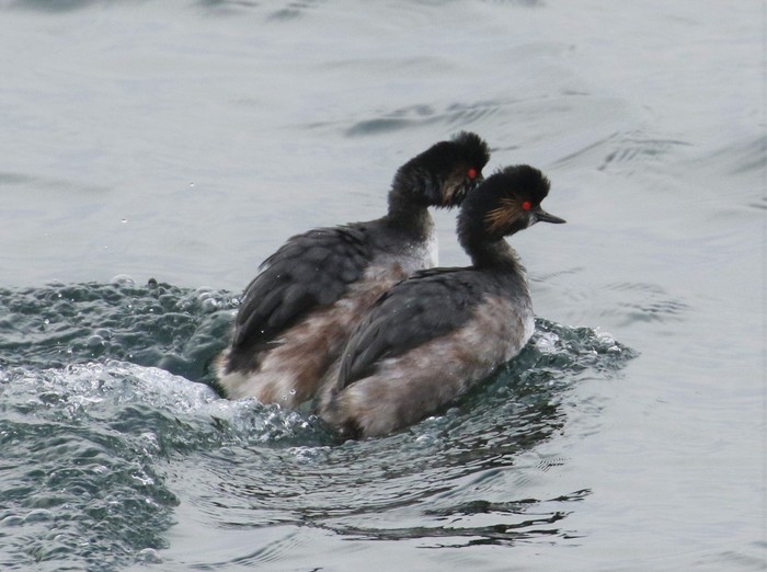 Black-necked Grebe