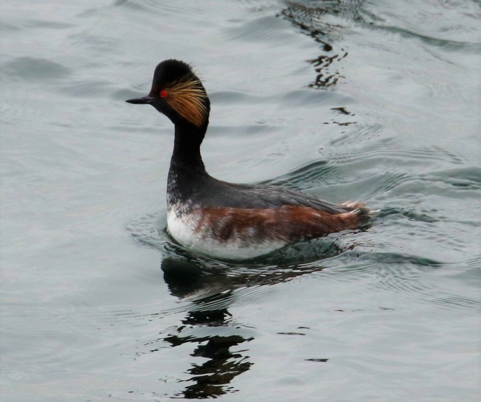 Black-necked Grebe