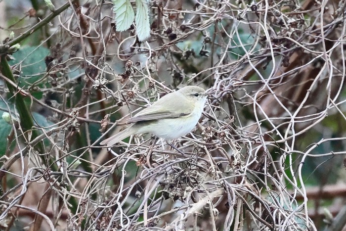 Siberian Chiffchaff