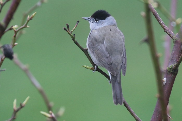 Blackcap