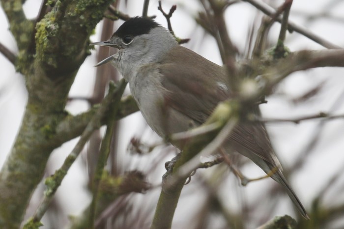 Blackcap