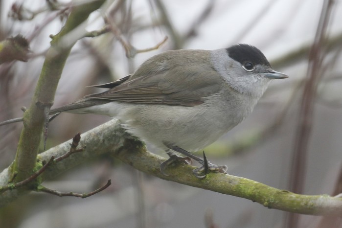 Blackcap