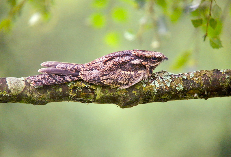 Nightjar