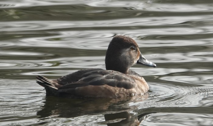 Ring-necked Duck