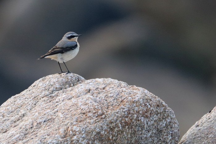 Wheatear