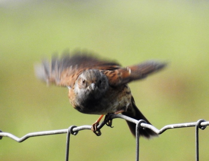 Dunnock
