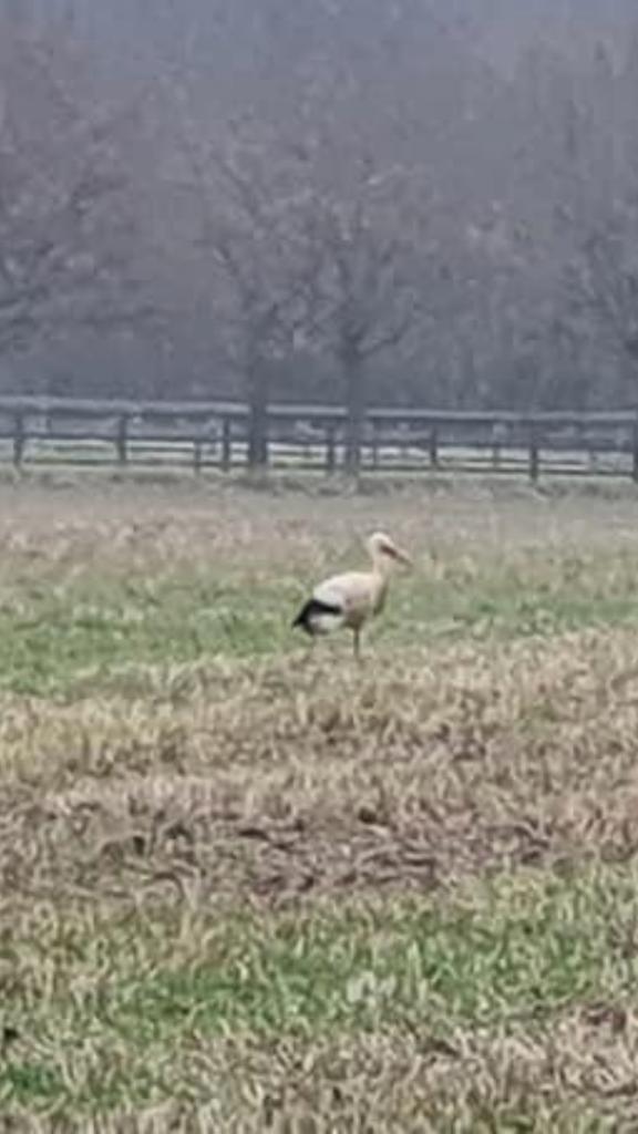 White Stork