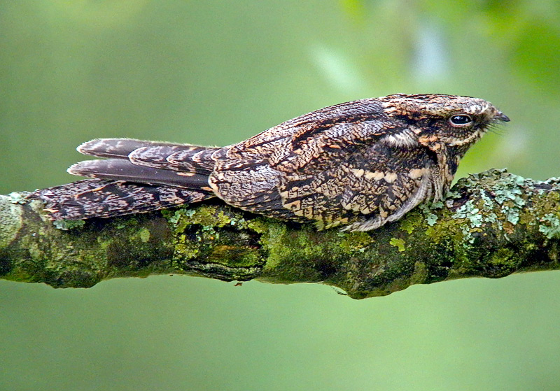 Nightjar