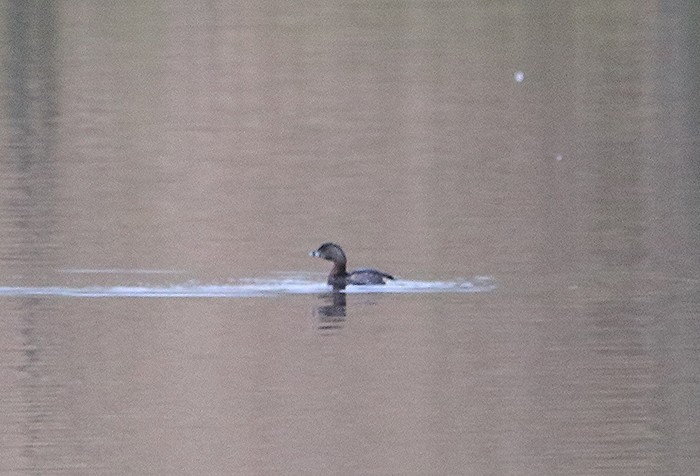 Pied-billed Grebe