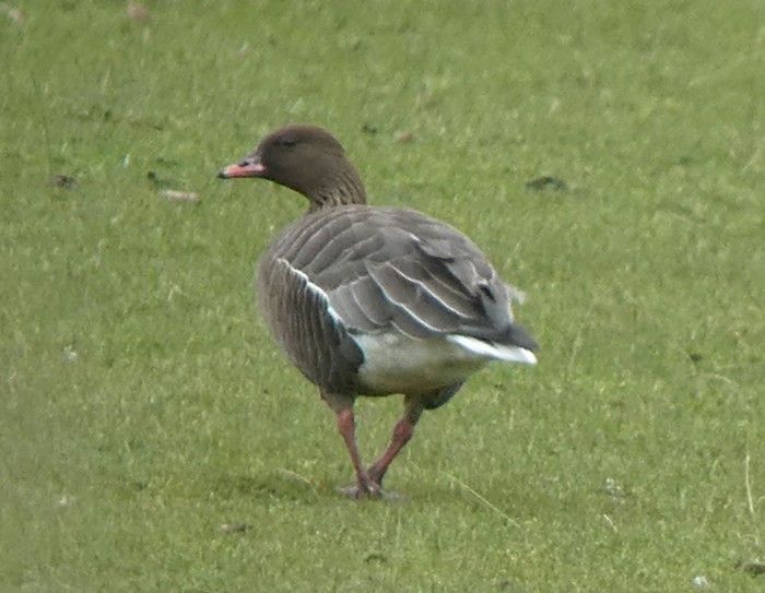 Pink-footed Goose