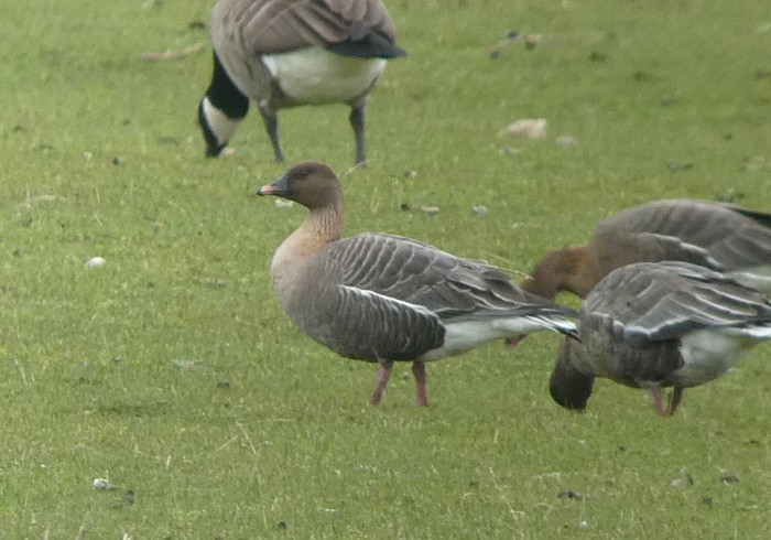 Pink-footed Goose