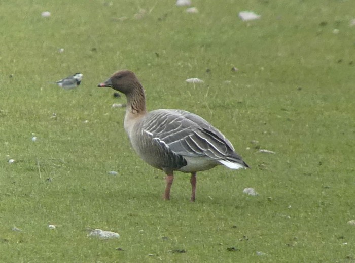 Pink-footed Goose