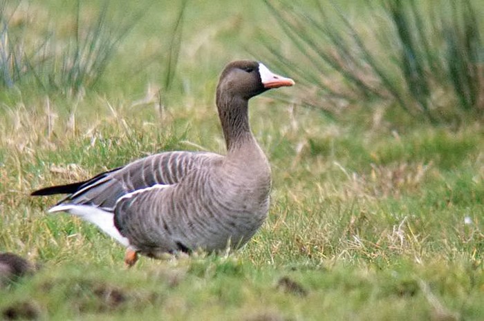 White-fronted Goose