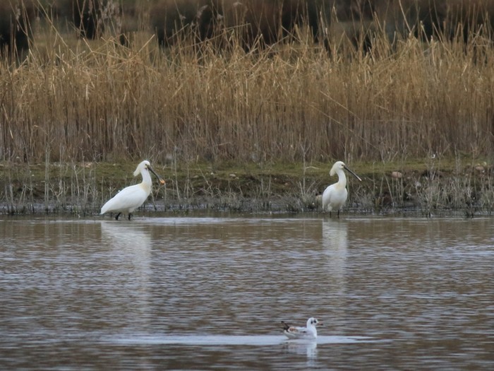 Spoonbill