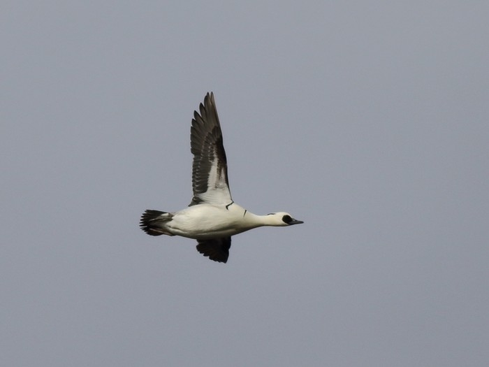 Smew