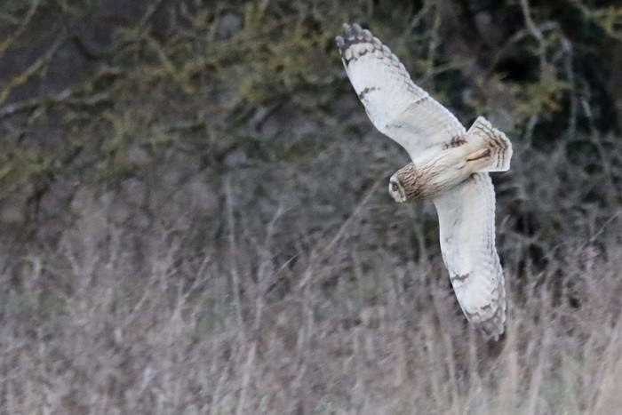 Short-eared Owl