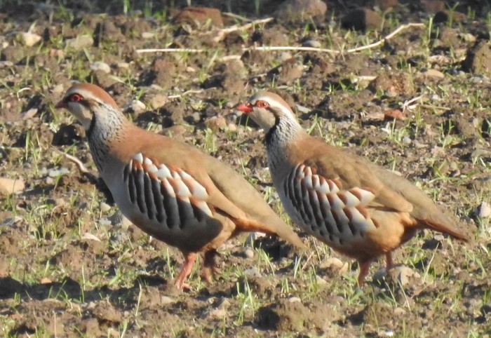 Red-legged Partridge