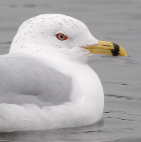 Ring-billed Gull