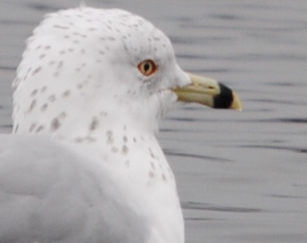 Ring-billed Gull