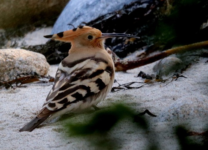 Hoopoe