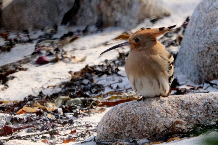 Hoopoe