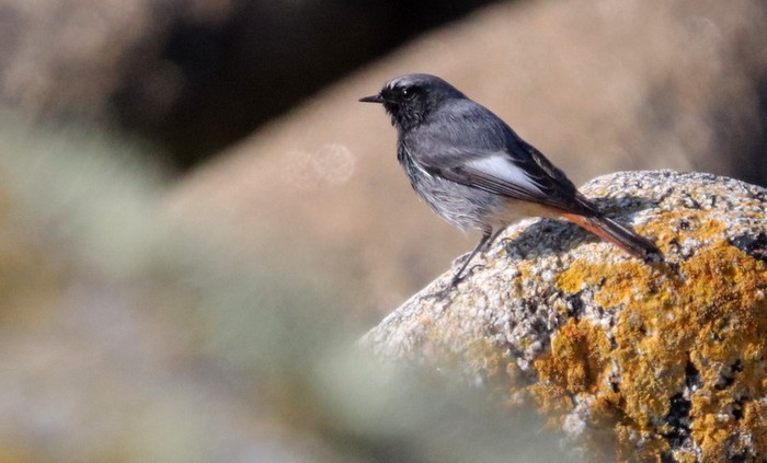 Black Redstart
