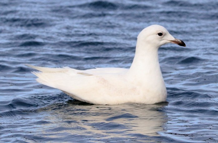 Iceland Gull