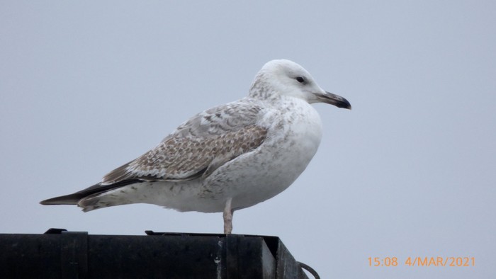 Caspian Gull
