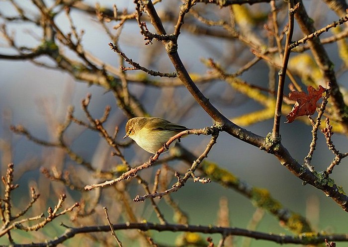 Chiffchaff