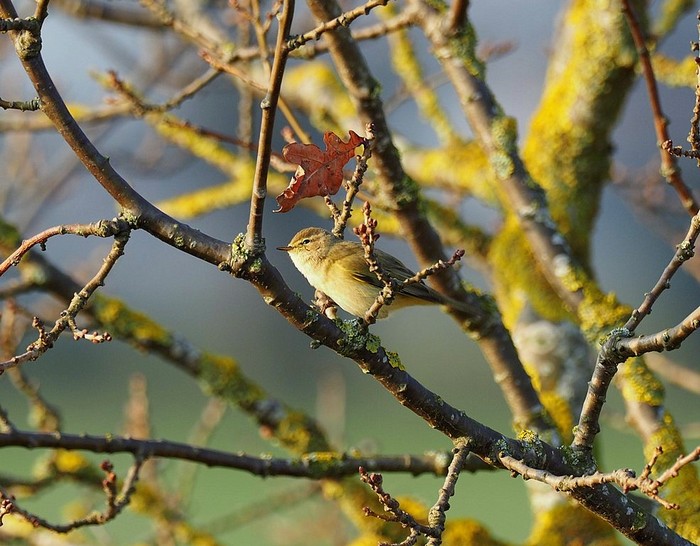 Chiffchaff