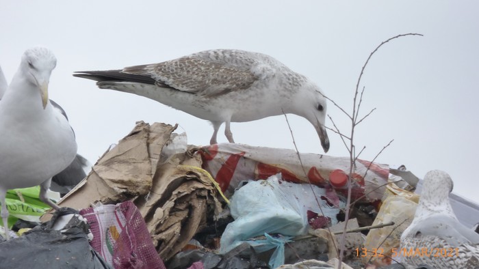 Caspian Gull