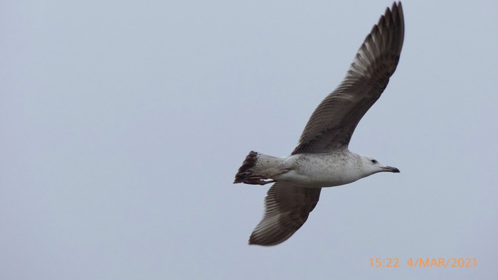 Caspian Gull