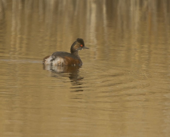 Black-necked Grebe