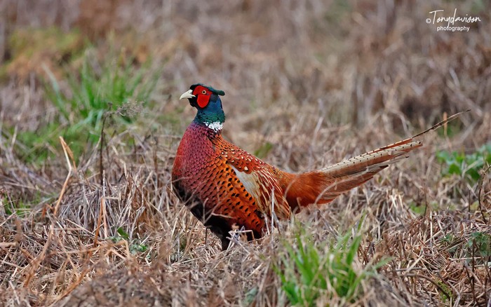 Pheasant