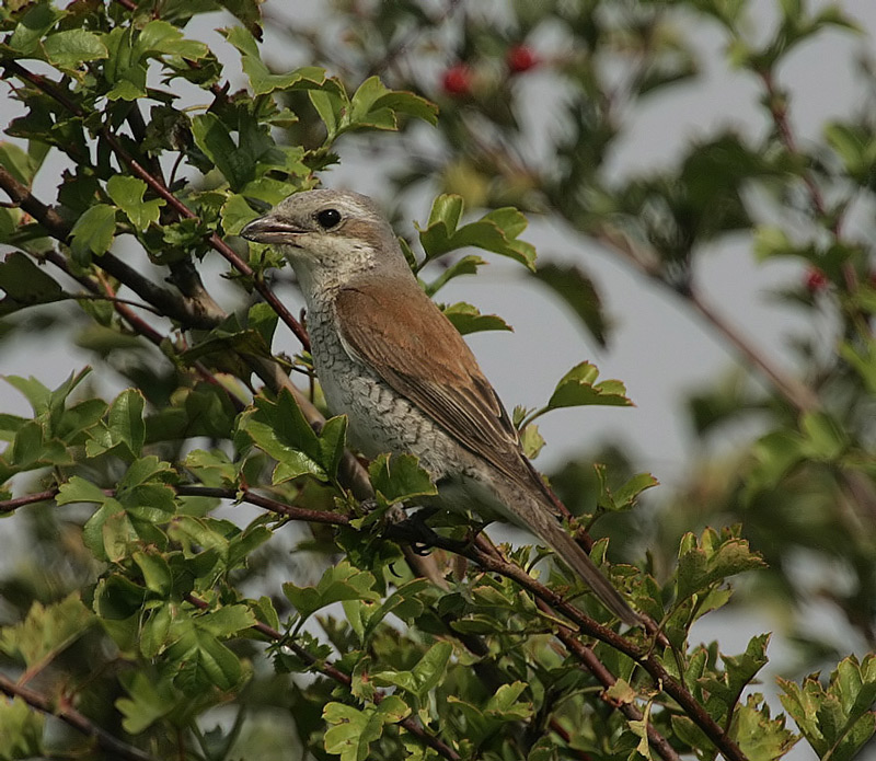 Red-backed Shrike