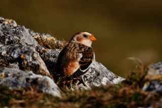 Snow Bunting