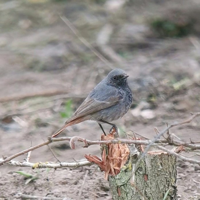 Black Redstart