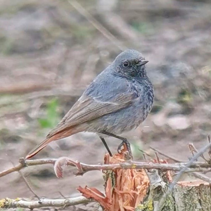 Black Redstart