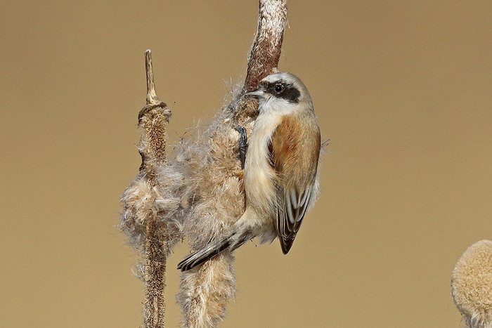 Penduline Tit