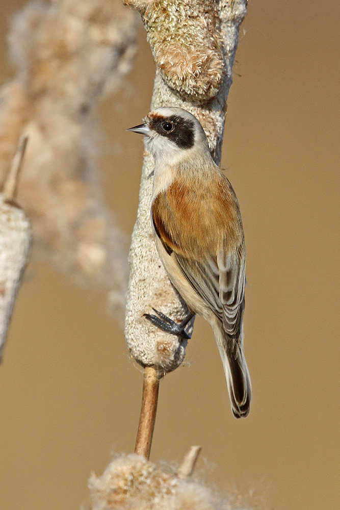 Penduline Tit