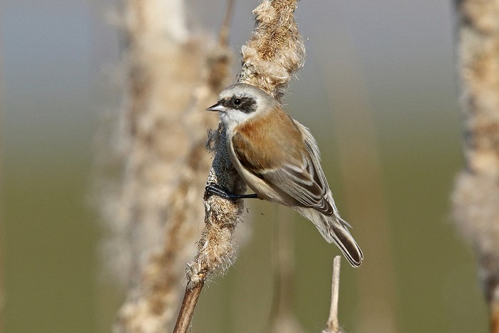Penduline Tit