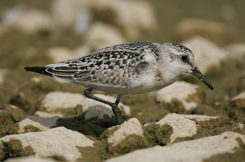 Sanderling