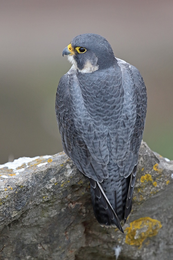 Peregrine